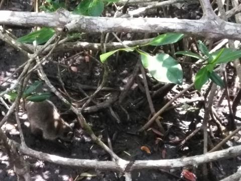 Looking Into the Jungle At a Raccoon From the Path in the Parque Nacional Manuel Antonio Park Costa Rica