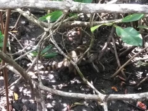 Looking Into the Jungle At a Raccoon From the Path in the Parque Nacional Manuel Antonio Park Costa Rica