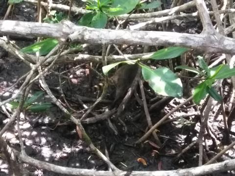 Looking Into the Jungle At a Raccoon From the Path in the Parque Nacional Manuel Antonio Park Costa Rica