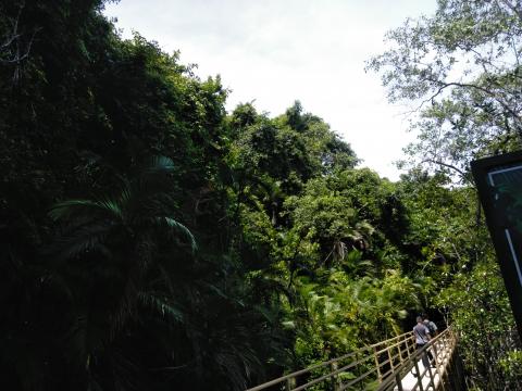 Pathway through the Jungle at Parque Nacional Manuel Antonio Park Costa Rica