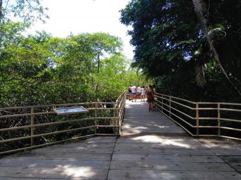 Pathway through the Jungle at Parque Nacional Manuel Antonio Park Costa Rica