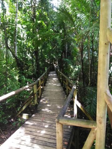 Pathway through the Jungle at Parque Nacional Manuel Antonio Park Costa Rica