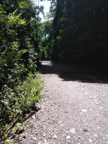 Pathway through the Jungle at Parque Nacional Manuel Antonio Park Costa Rica