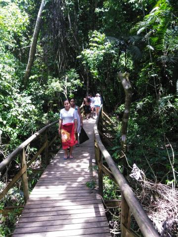 Pathway through the Jungle at Parque Nacional Manuel Antonio Park Costa Rica