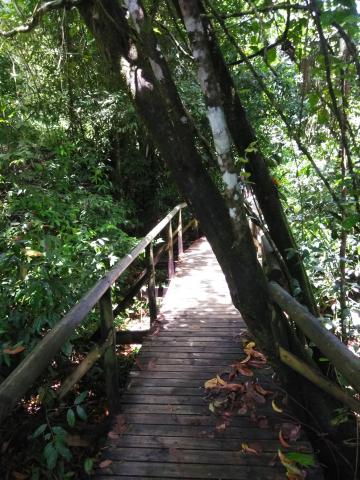 Pathway through the Jungle at Parque Nacional Manuel Antonio Park Costa Rica