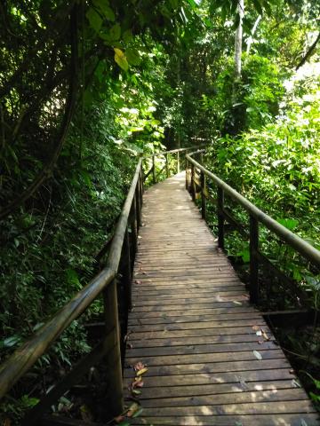 Pathway through the Jungle at Parque Nacional Manuel Antonio Park Costa Rica