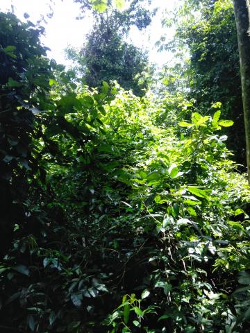 Look Into the Jungle From the Path in the Parque Nacional Manuel Antonio Park Costa Rica