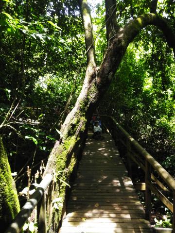 Look Into the Jungle From the Path in the Parque Nacional Manuel Antonio Park Costa Rica