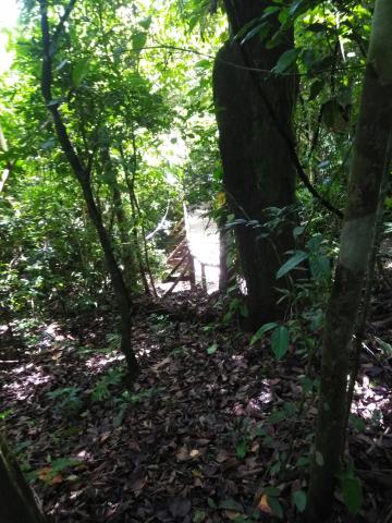 Look Into the Jungle From the Path in the Parque Nacional Manuel Antonio Park Costa Rica