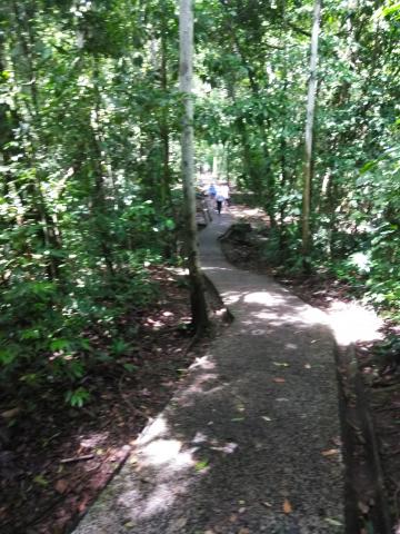 Pathway through the Jungle at Parque Nacional Manuel Antonio Park Costa Rica