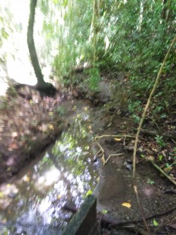 Look Into the Jungle From the Path in the Parque Nacional Manuel Antonio Park Costa Rica