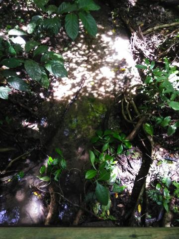 Look Into the Jungle From the Path in the Parque Nacional Manuel Antonio Park Costa Rica