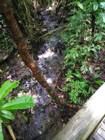 Look Into the Jungle From the Path in the Parque Nacional Manuel Antonio Park Costa Rica