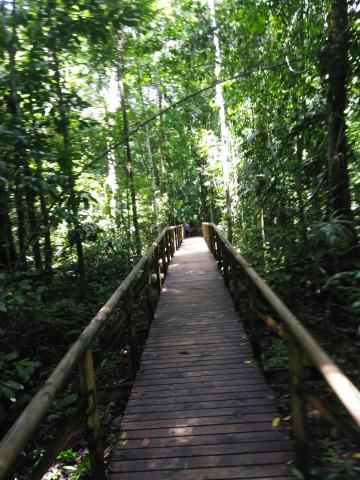 Pathway through the Jungle at Parque Nacional Manuel Antonio Park Costa Rica