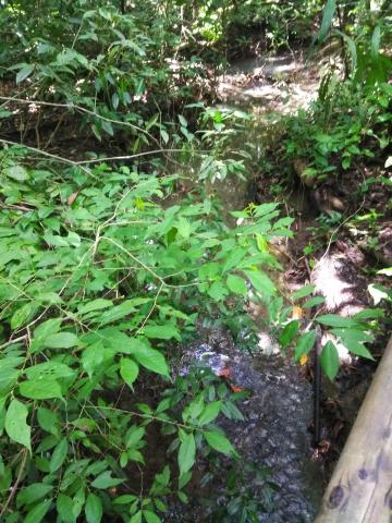 Pathway through the Jungle at Parque Nacional Manuel Antonio Park Costa Rica