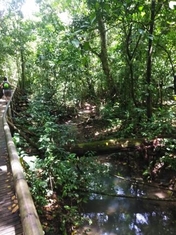 Pathway through the Jungle at Parque Nacional Manuel Antonio Park Costa Rica