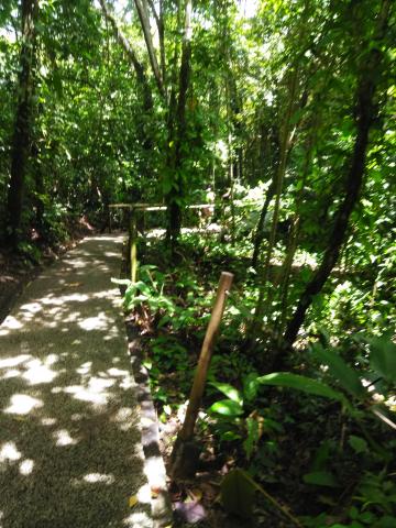 Pathway through the Jungle at Parque Nacional Manuel Antonio Park Costa Rica