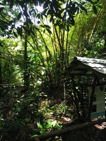 Pathway through the Jungle at Parque Nacional Manuel Antonio Park Costa Rica