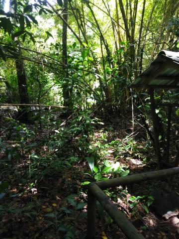 Pathway through the Jungle at Parque Nacional Manuel Antonio Park Costa Rica