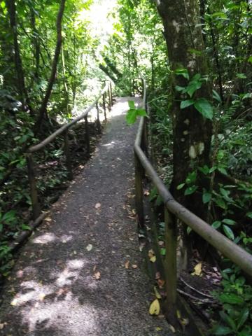 Pathway through the Jungle at Parque Nacional Manuel Antonio Park Costa Rica