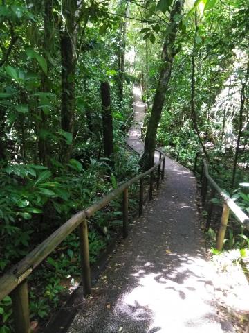 Pathway through the Jungle at Parque Nacional Manuel Antonio Park Costa Rica