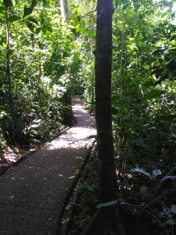 Pathway through the Jungle at Parque Nacional Manuel Antonio Park Costa Rica