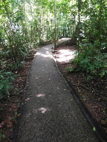 Pathway through the Jungle at Parque Nacional Manuel Antonio Park Costa Rica