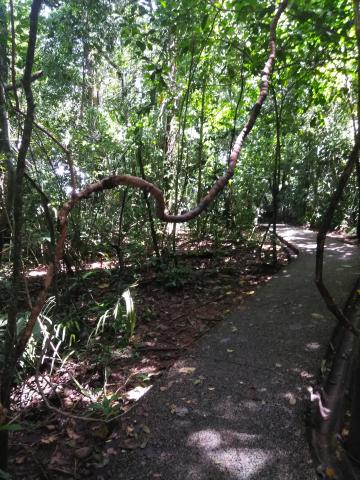 Pathway through the Jungle at Parque Nacional Manuel Antonio Park Costa Rica