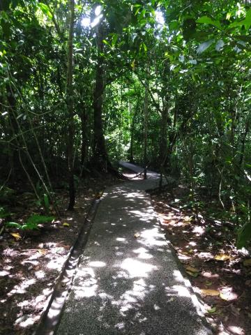 Pathway through the Jungle at Parque Nacional Manuel Antonio Park Costa Rica