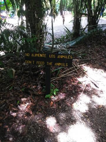 Pathway through the Jungle at Parque Nacional Manuel Antonio Park Costa Rica