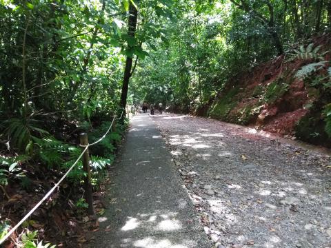 Pathway through the Jungle at Parque Nacional Manuel Antonio Park Costa Rica