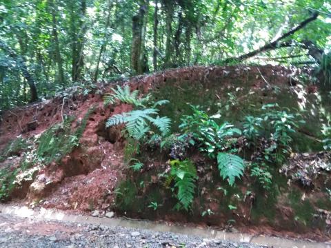 Pathway through the Jungle at Parque Nacional Manuel Antonio Park Costa Rica