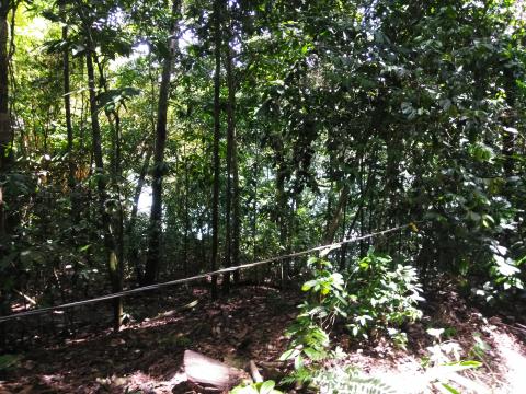 Pathway through the Jungle at Parque Nacional Manuel Antonio Park Costa Rica