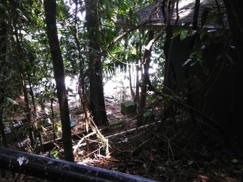 Pathway through the Jungle at Parque Nacional Manuel Antonio Park Costa Rica