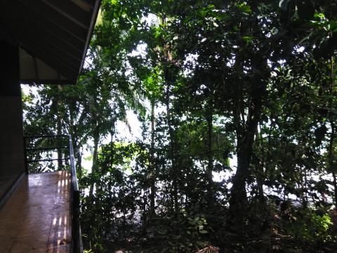 Pathway through the Jungle at Parque Nacional Manuel Antonio Park Costa Rica