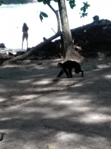 Pacific Ocean Beach Picnic Area With Wild Monkeys Located at Parque Nacional Manuel Antonio Park Costa Rica