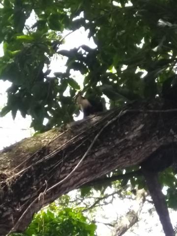 Pacific Ocean Beach Picnic Area With Wild Monkeys Located at Parque Nacional Manuel Antonio Park Costa Rica