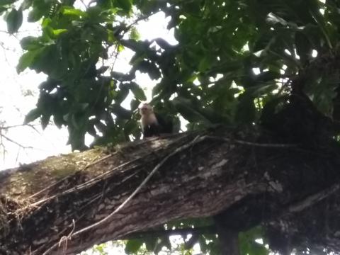 Pacific Ocean Beach Picnic Area With Wild Monkeys Located at Parque Nacional Manuel Antonio Park Costa Rica