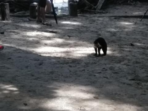 Pacific Ocean Beach Picnic Area With Wild Monkeys Located at Parque Nacional Manuel Antonio Park Costa Rica