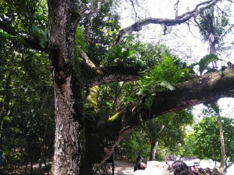 Pacific Ocean Beach Picnic Area With Wild Monkeys Located at Parque Nacional Manuel Antonio Park Costa Rica