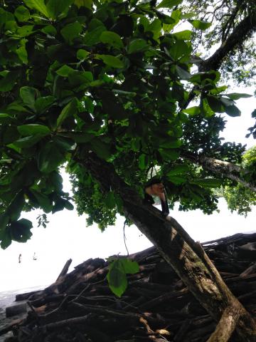 Pacific Ocean Beach Picnic Area With Wild Monkeys Located at Parque Nacional Manuel Antonio Park Costa Rica