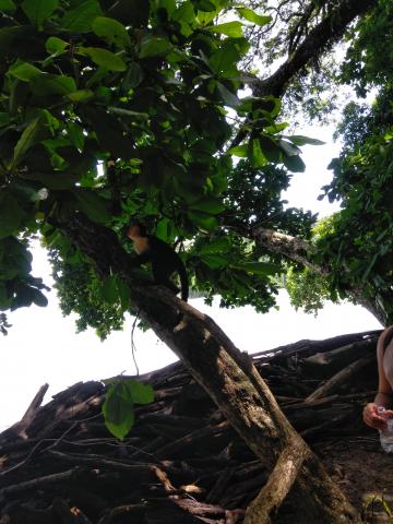 Pacific Ocean Beach Picnic Area With Wild Monkeys Located at Parque Nacional Manuel Antonio Park Costa Rica