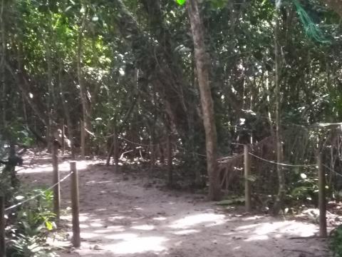 Pathway through the Jungle running along the beach at Parque Nacional Manuel Antonio Park Costa Rica