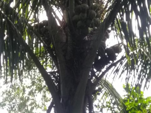 Coconuts Growing In the Pacific Ocean Beach Area Located at Parque Nacional Manuel Antonio Park Costa Rica