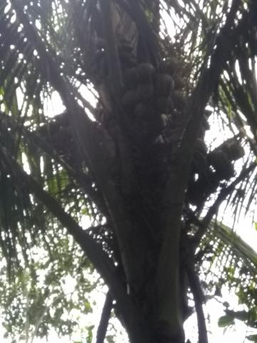 Coconuts Growing In the Pacific Ocean Beach Area Located at Parque Nacional Manuel Antonio Park Costa Rica