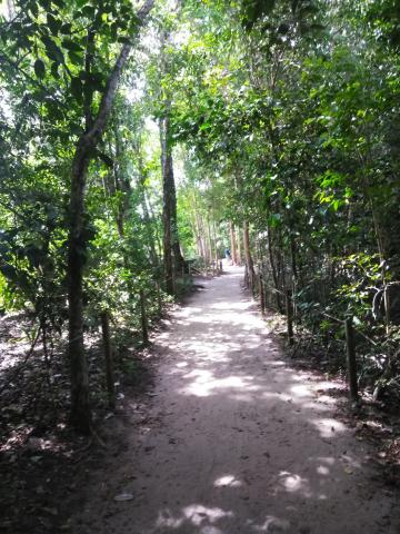 Pathway through the Jungle running along the beach at Parque Nacional Manuel Antonio Park Costa Rica