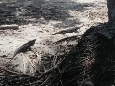 Iguanas On the Beach at Parque Nacional Manuel Antonio Park Costa Rica