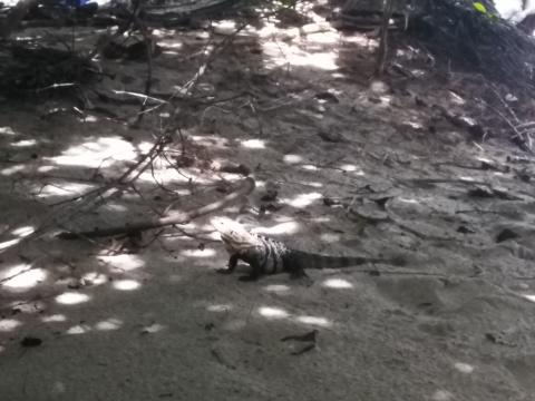 Iguanas On the Beach at Parque Nacional Manuel Antonio Park Costa Rica