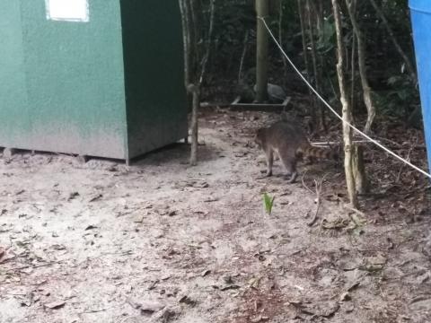 Raccoon at the Pacific Ocean Beach Picnic Area With Wild Monkeys Located at Parque Nacional Manuel Antonio Park Costa Rica