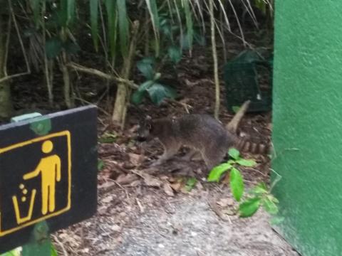 Raccoon at the Pacific Ocean Beach Picnic Area Located at Parque Nacional Manuel Antonio Park Costa Rica